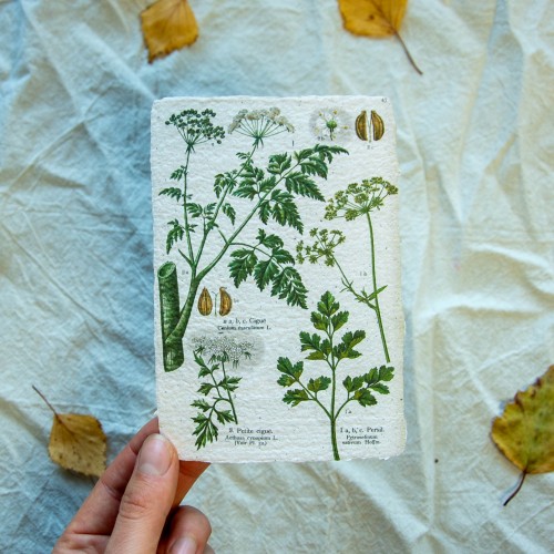 Printukas MAUDA ir PETRAŽOLĖ , 10x15