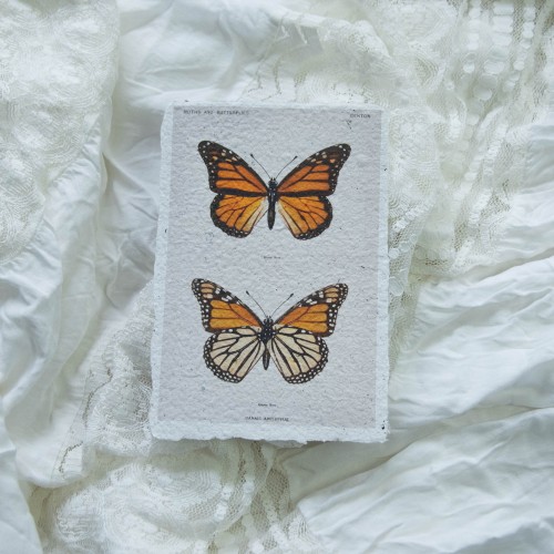 Printukas DRUGELIS MONARCHAS, 10x15