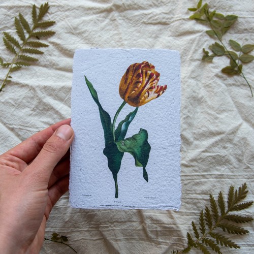 Printukas MARGA TULPĖ, 10x15