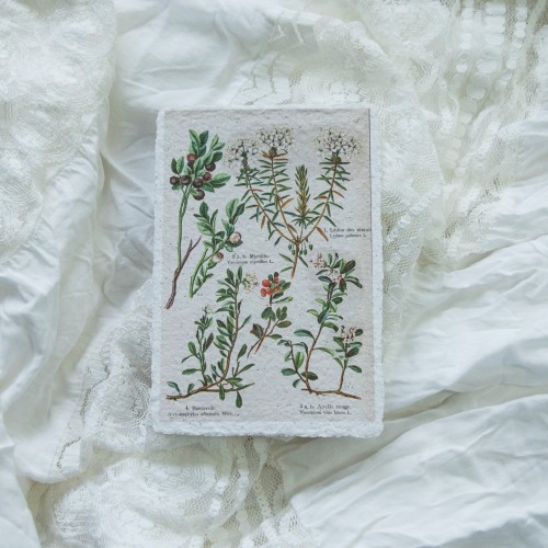 Printukas MIŠKO BOTANIKA, 10x15