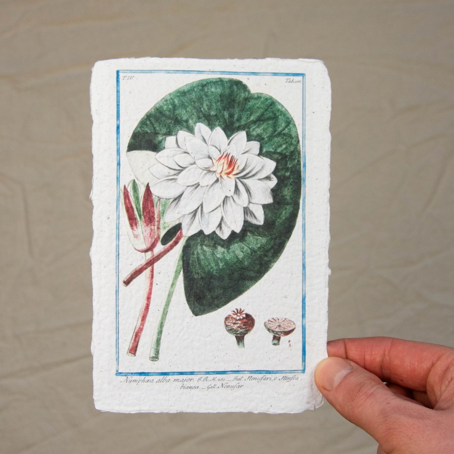 Printukas VANDENS LELIJA, 10x15