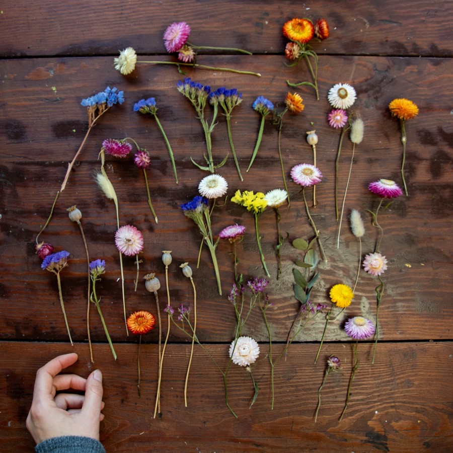 Džiovintų augalų rinkinys, I