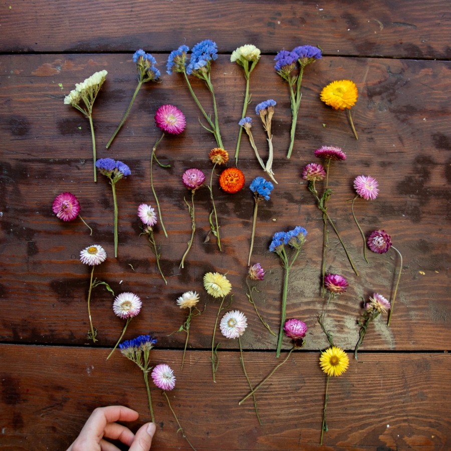 Džiovintų augalų rinkinys, I