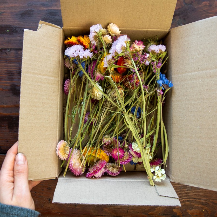 Džiovintų augalų rinkinys, II