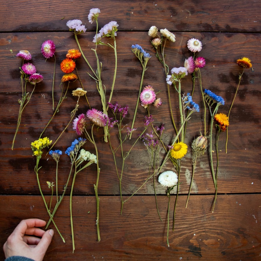 Džiovintų augalų rinkinys, II