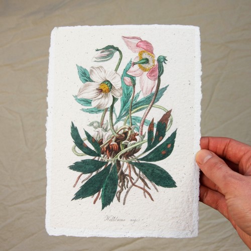 Printas BALTAŽIEDIS ELEBORAS, 15x21