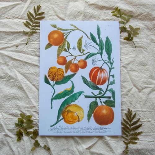 Printas CITRUSAI, A4