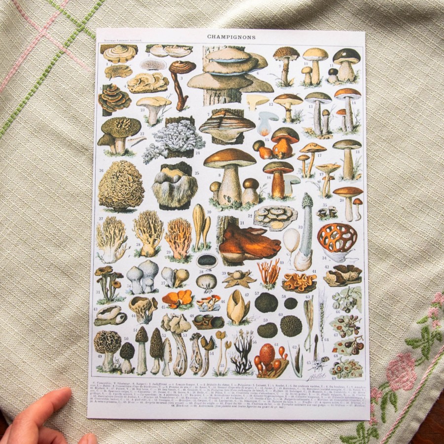 Printas GRYBAI, A4