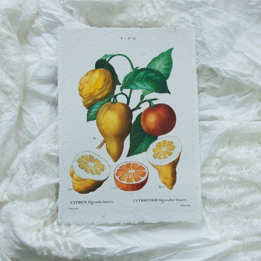 Printas KARČIAVAISIS CINTRINMEDIS, ~A4 Printas KARČIAVAISIS CINTRINMEDIS, ~A4
