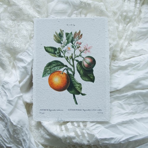 Printas KARTUSIS APELSINAS, 15x21