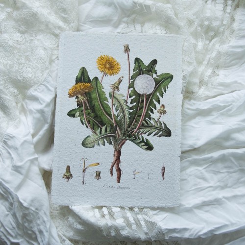 Printas KIAULPIENĖ, 15x21