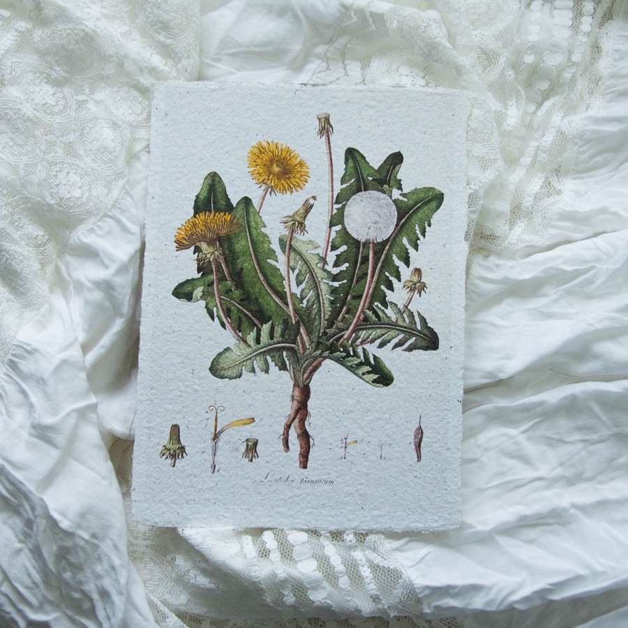 Printas KIAULPIENĖ, 15x21 Printas KIAULPIENĖ, 15x21