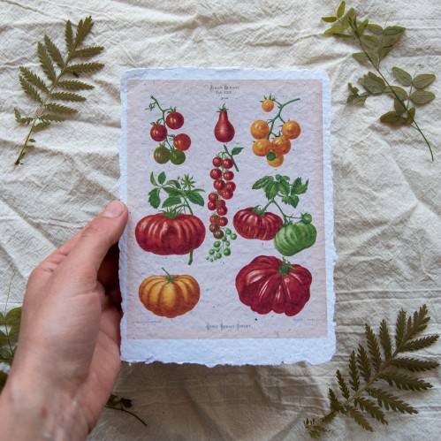 Printas POMIDORAI, 13x18