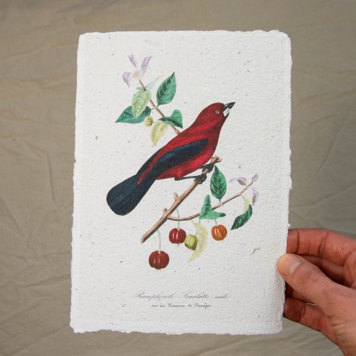 Printas RAUDONA TANAGRA, 15x21