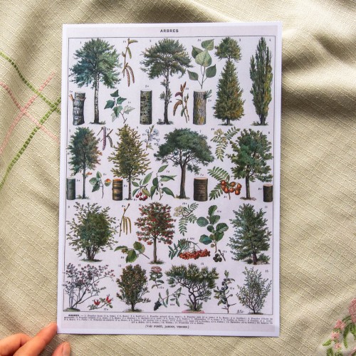 Printas MEDŽIAI, A4