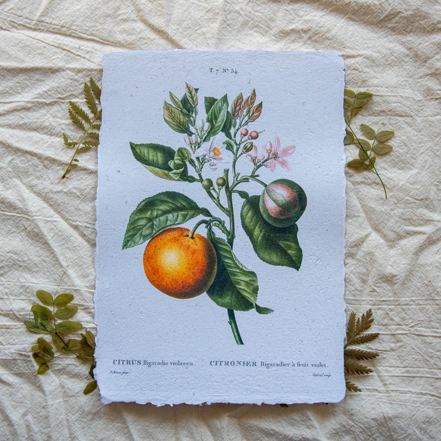 Printas APELSINAS, ~A4