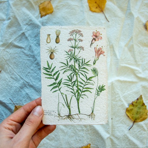 Printukas VALERIJONAS , 10x15