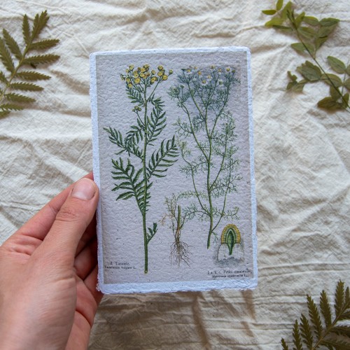 Printukas BITKRESLĖ ir RAMUNĖLĖ, 10x15