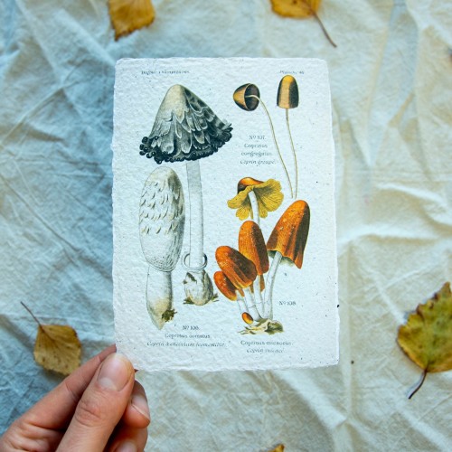 Printukas GAURUOTASIS MĖŠLAGRYBIS, 10x15