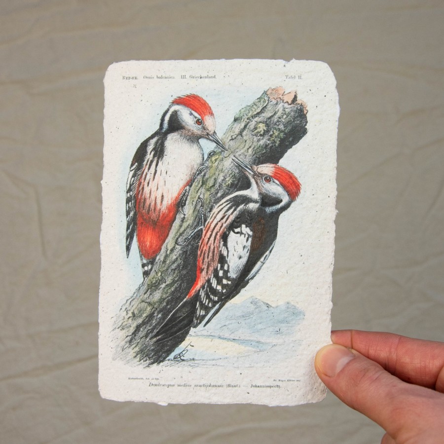 Printukas GENIAI, 10x15 Printukas GENIAI, 10x15