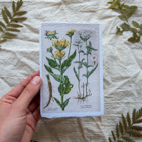 Printukas KRAUJAŽOLĖ ir DEBESYLAS, 10x15