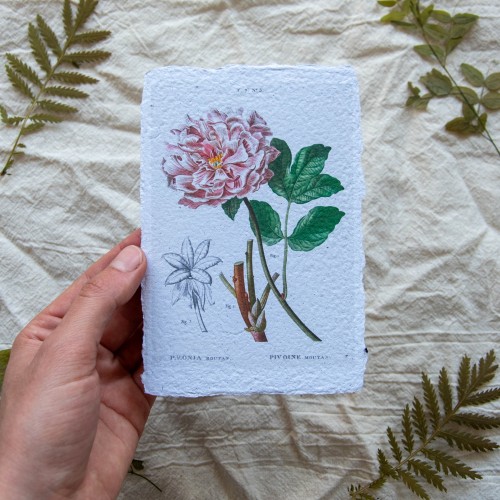 Printukas KRŪMINIS BIJŪNAS, 10x15