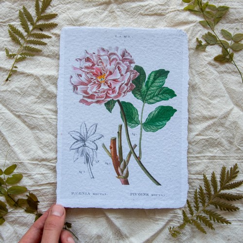 Printukas KRŪMINIS BIJŪNAS, A5