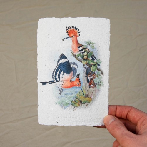 Printukas KUKUČIAI, 10x15