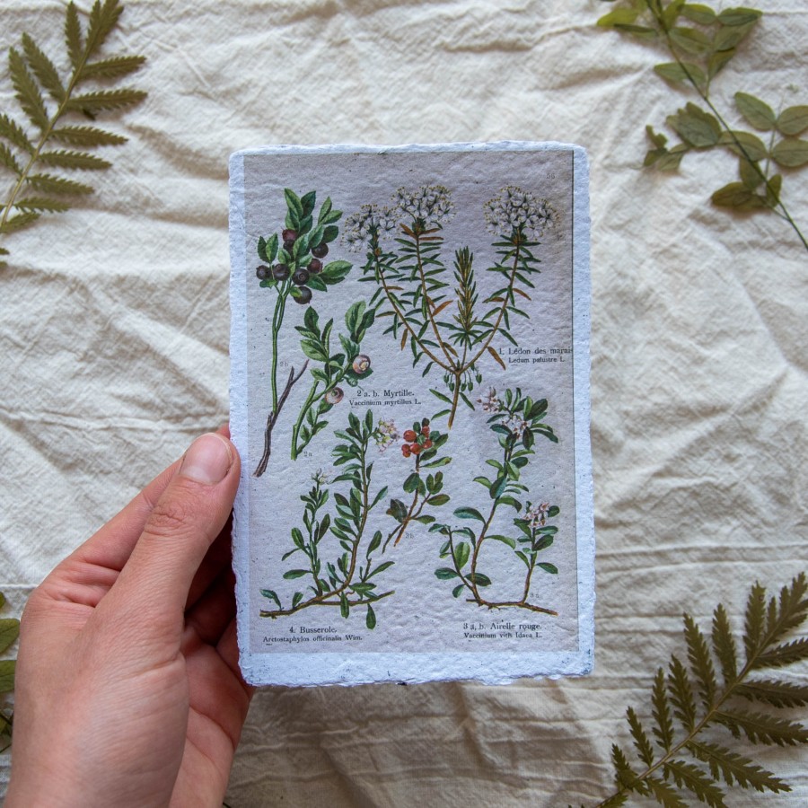 Printukas MIŠKO BOTANIKA, 10x15