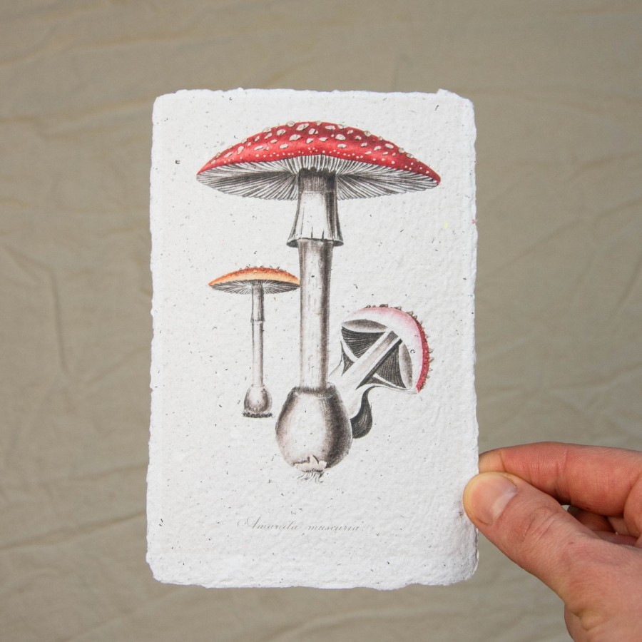 Printukas MUSMIRĖ, 10x15 Printukas MUSMIRĖ, 10x15