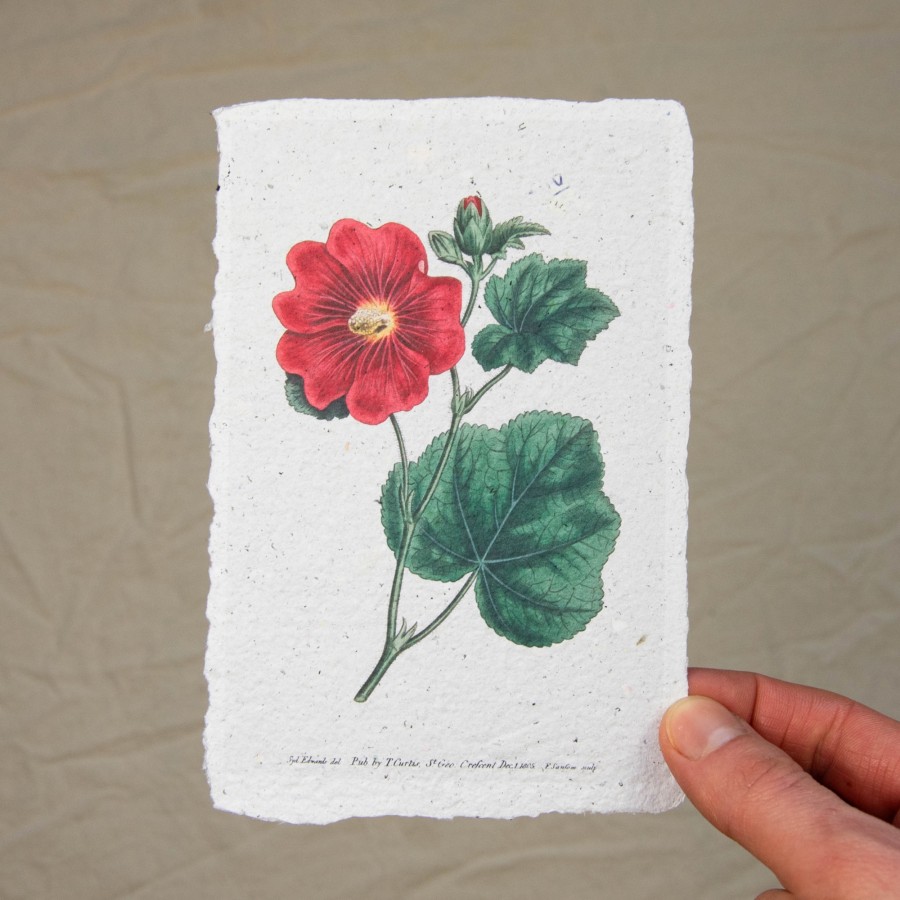 Printukas PILIAROŽĖ, 10x15