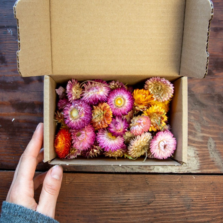 Sausučių rinkinukas