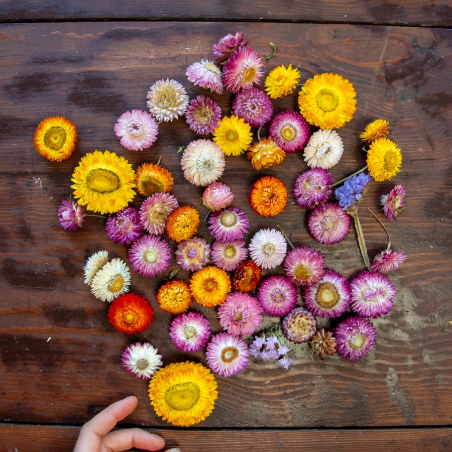 Sausučių rinkinukas